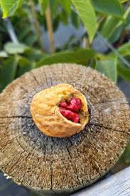 Attēlu rezultāti vaicājumam “Juglans regia fruit”