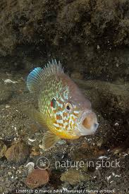 Image result for Lepomis gibbosus