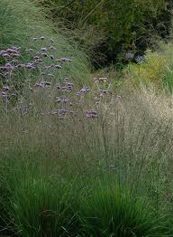Attēlu rezultāti vaicājumam “Molinia caerulea flower”