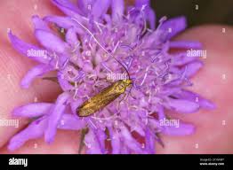 Attēlu rezultāti vaicājumam “Nemophora metallica”