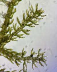 Attēlu rezultāti vaicājumam “Kurzia pauciflora”