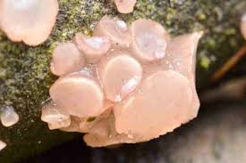 Attēlu rezultāti vaicājumam “Neobulgaria pura”