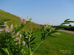 Attēlu rezultāti vaicājumam “Galega orientalis fruit”