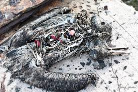 Image result for albatross dead chick