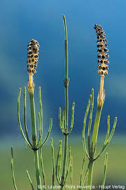 Attēlu rezultāti vaicājumam “Equisetum palustre”