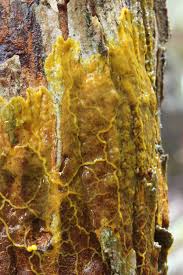 Attēlu rezultāti vaicājumam “Lignydium muscorum plasmodium”