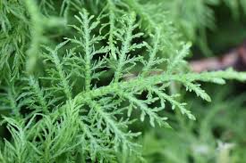 Attēlu rezultāti vaicājumam “Thuidium”