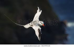 Image result for Phaethon aethereus