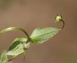 Attēlu rezultāti vaicājumam “Anagallis arvensis leaf”