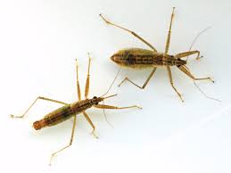 Attēlu rezultāti vaicājumam “Nabis limbatus”