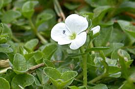Attēlu rezultāti vaicājumam “Veronica filiformis flower”