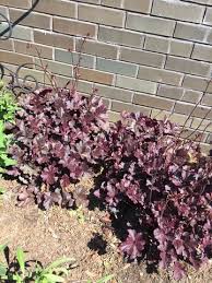 Image result for Heuchera `Midnight Rose`
