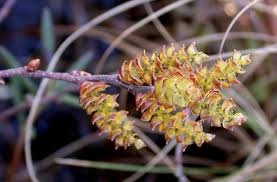 Attēlu rezultāti vaicājumam “Myrica gale bud”