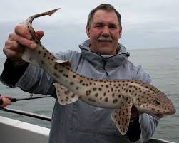 Image result for Bristol Channel Sea Fishing