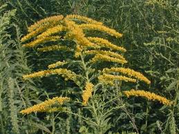 Attēlu rezultāti vaicājumam “Solidago canadensis flower”