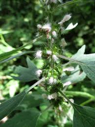 Attēlu rezultāti vaicājumam “Leonurus quinquelobatus flower”