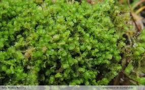 Attēlu rezultāti vaicājumam “Lophozia ascendens”