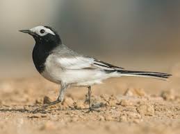 Image result for Motacilla alba