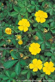 Attēlu rezultāti vaicājumam “Potentilla reptans flower”