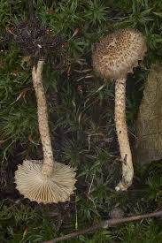 Attēlu rezultāti vaicājumam “Inocybe lanuginosa”