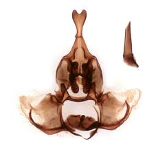 Attēlu rezultāti vaicājumam “Aphelia viburniana”