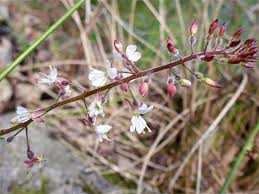 Attēlu rezultāti vaicājumam “Circaea lutetiana flower”
