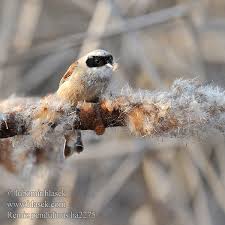 Attēlu rezultāti vaicājumam “Remiz pendulinus adult”
