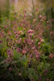 Attēlu rezultāti vaicājumam “Geum rivale leaf”