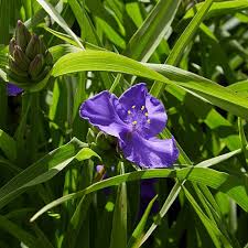 Attēlu rezultāti vaicājumam “Tradescantia virginiana flower”