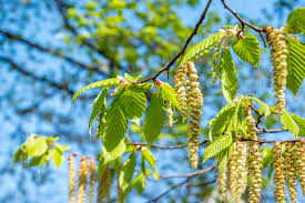 Attēlu rezultāti vaicājumam “Betula pendula flower”