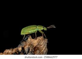 Attēlu rezultāti vaicājumam “Phyllobius”