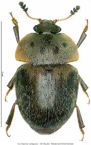 Attēlu rezultāti vaicājumam “Cychramus variegatus”