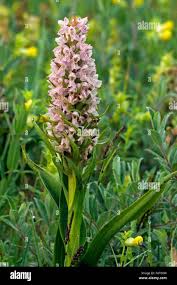 Attēlu rezultāti vaicājumam “Dactylorhiza incarnata flower”