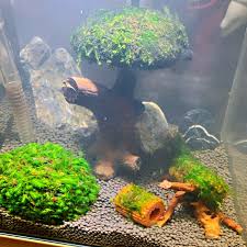 Attēlu rezultāti vaicājumam “Fissidens arnoldii macro”