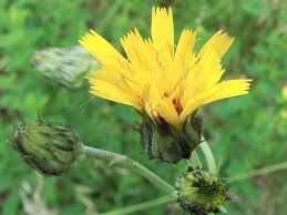 Attēlu rezultāti vaicājumam “Hieracium laevigatum”