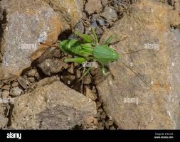 Attēlu rezultāti vaicājumam “Decticus verrucivorus nymph”