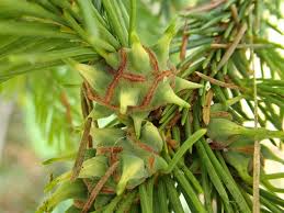 Attēlu rezultāti vaicājumam “Sacchiphantes abietis”