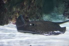 Image result for Bathytoshia brevicaudata