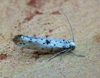 Attēlu rezultāti vaicājumam “Yponomeuta plumbella”