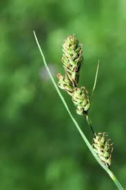 Attēlu rezultāti vaicājumam “Carex buxbaumii”
