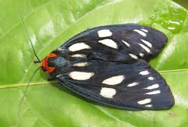 Attēlu rezultāti vaicājumam “Cephaloziella elachista macro”