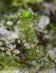 Attēlu rezultāti vaicājumam “Scapania irrigua”