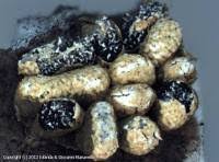 Attēlu rezultāti vaicājumam “Physarum conglomeratum”