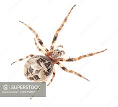 Attēlu rezultāti vaicājumam “Larinioides cornutus”