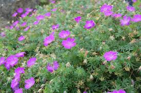 Attēlu rezultāti vaicājumam “Geranium sanguineum”