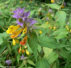 Attēlu rezultāti vaicājumam “Melampyrum nemorosum”
