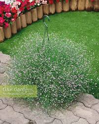 Attēlu rezultāti vaicājumam “Gypsophila muralis”