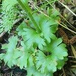 Attēlu rezultāti vaicājumam “Saxifraga granulata leaf”