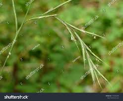 Attēlu rezultāti vaicājumam “Brachypodium sylvaticum flower”