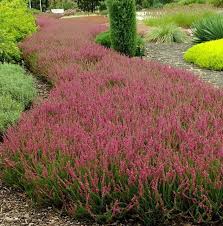 Attēlu rezultāti vaicājumam “Calluna vulgaris”